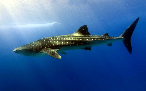 Whale Shark